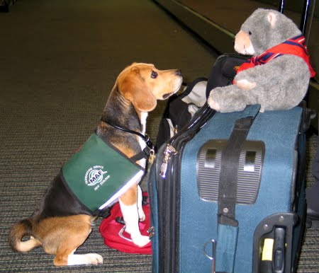 Spürhund bei der Arbeit