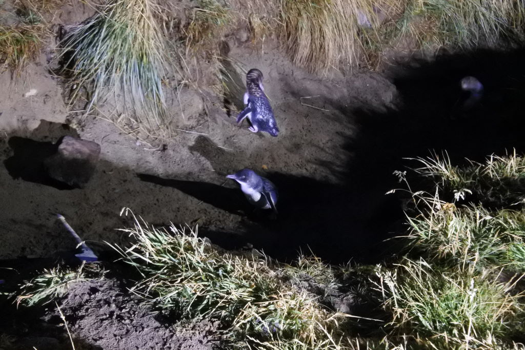 Zwergpinguine - Otago Halbinsel