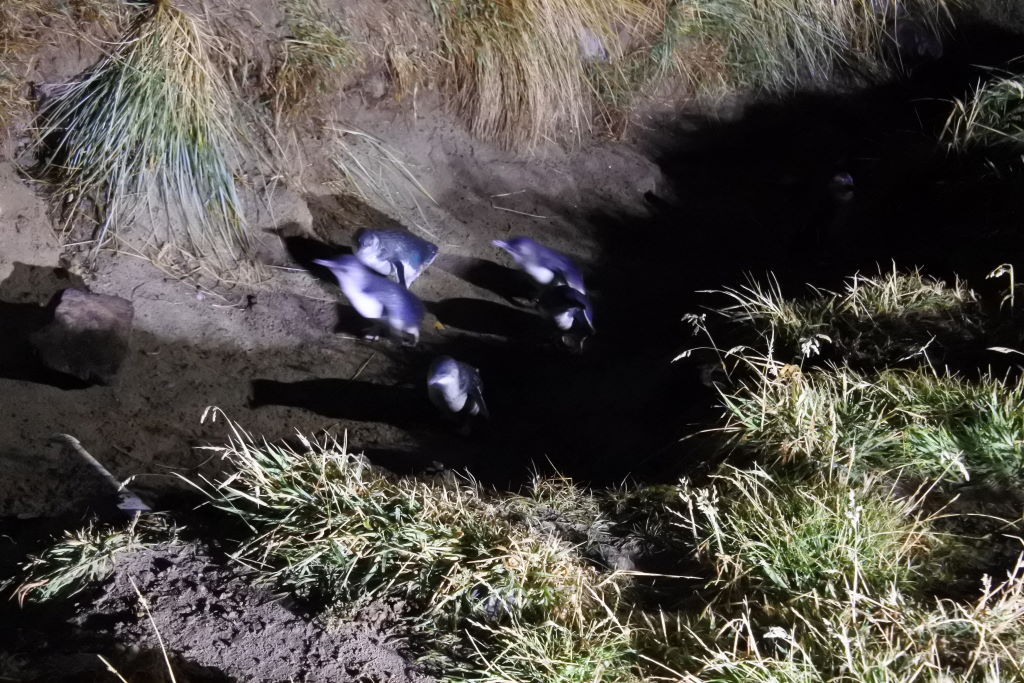 Zwergpinguine - Otago Halbinsel