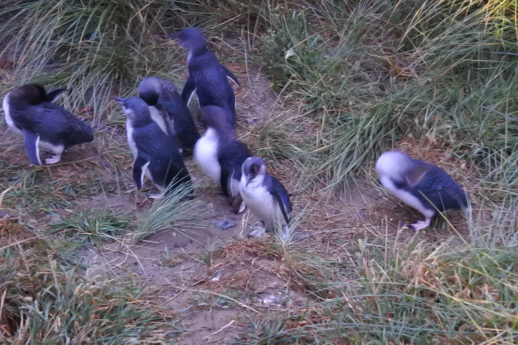 Zwergpinguine - Otago Halbinsel