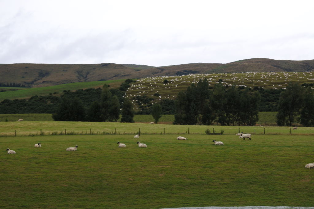 und noch mehr Schaafe